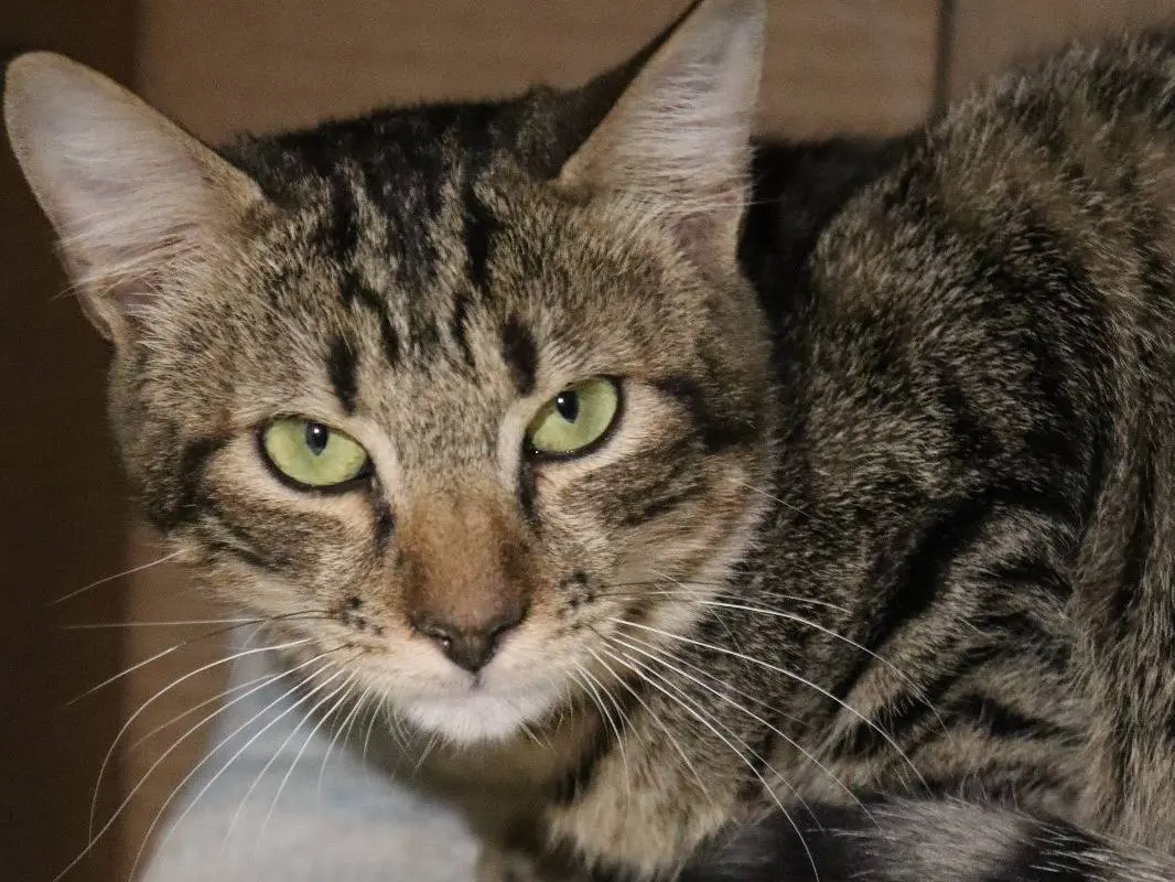 Adozione gatto, femmina, Razza sconosciuta Razza sconosciuta, 2 anni e 1 mese, taglia non valida, Milano