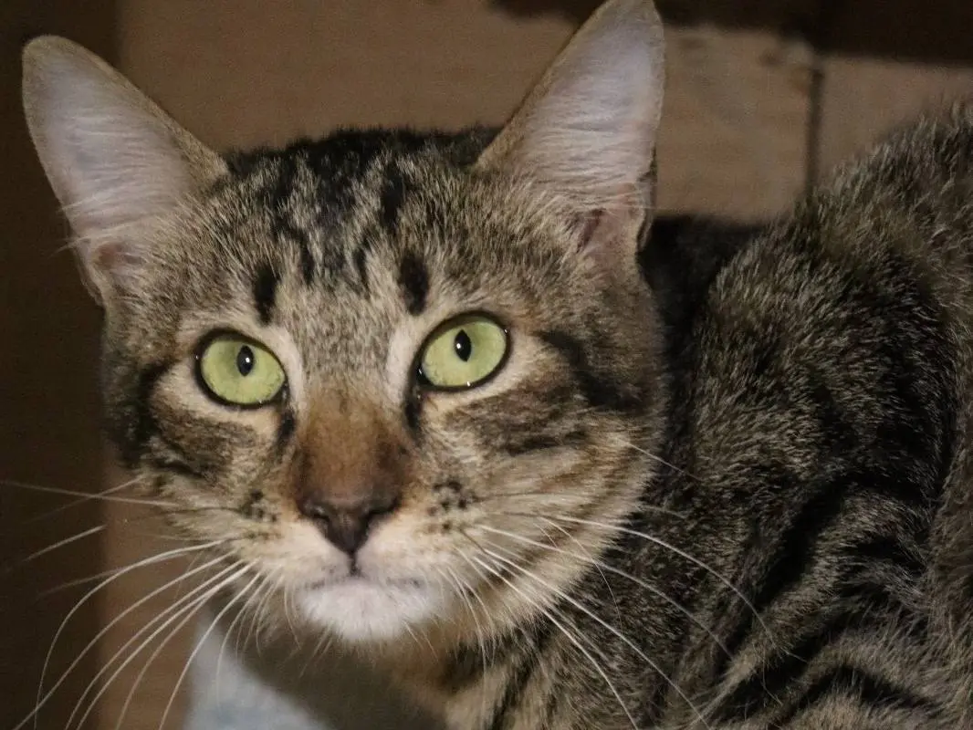 Adotta un gatto, femmina, 2 anni e 1 mese, Milano