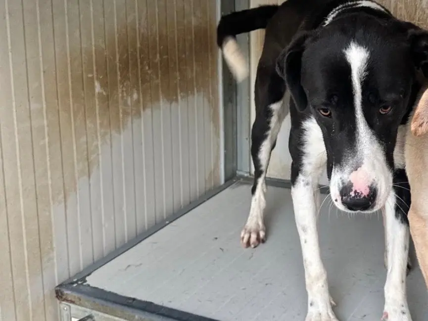 Adozione cane, femmina, Razza sconosciuta Razza sconosciuta, 3 anni e 7 mesi, taglia media contenuta, Latina