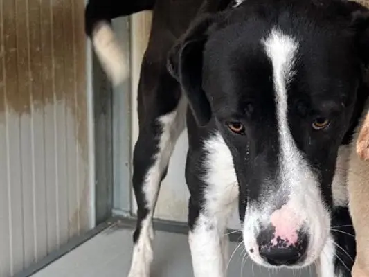 Adotta un cane, femmina, 3 anni e 7 mesi, Latina