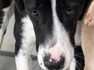 Adotta un cane, taglia media contenuta, femmina, Latina