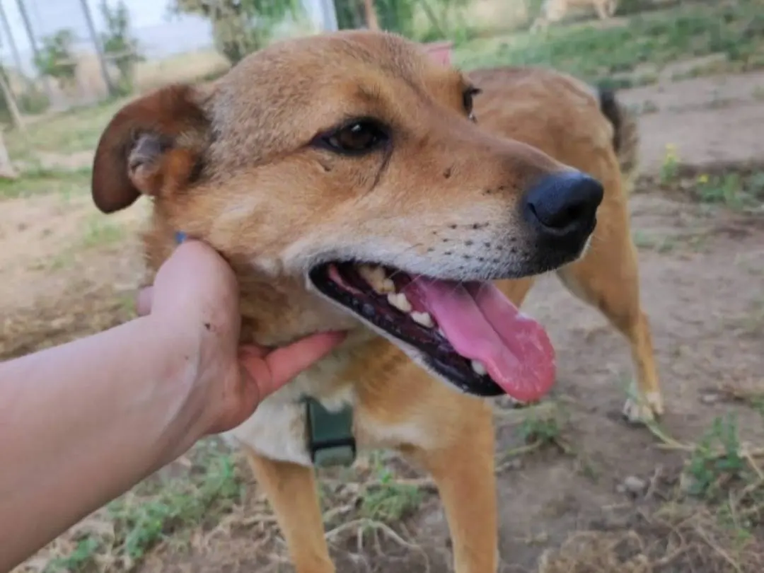 Adotta un cane, maschio, 5 anni e 1 mese, Napoli