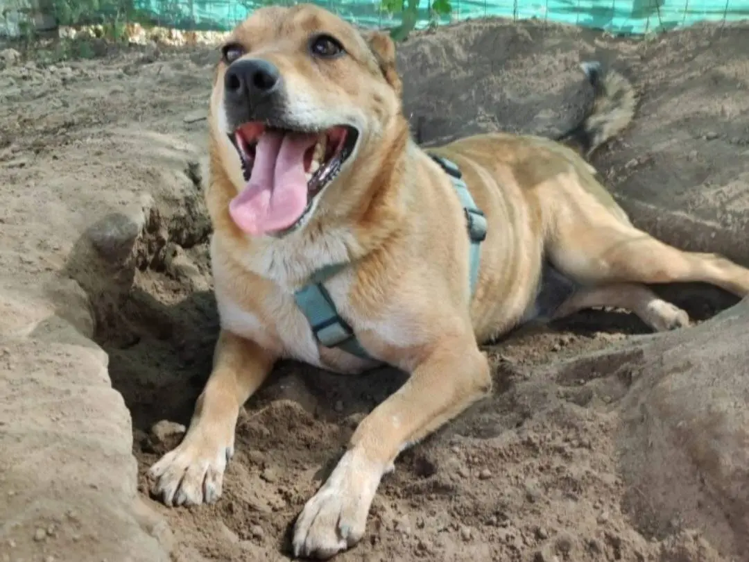 Adotta un cane, taglia media contenuta, maschio, Napoli