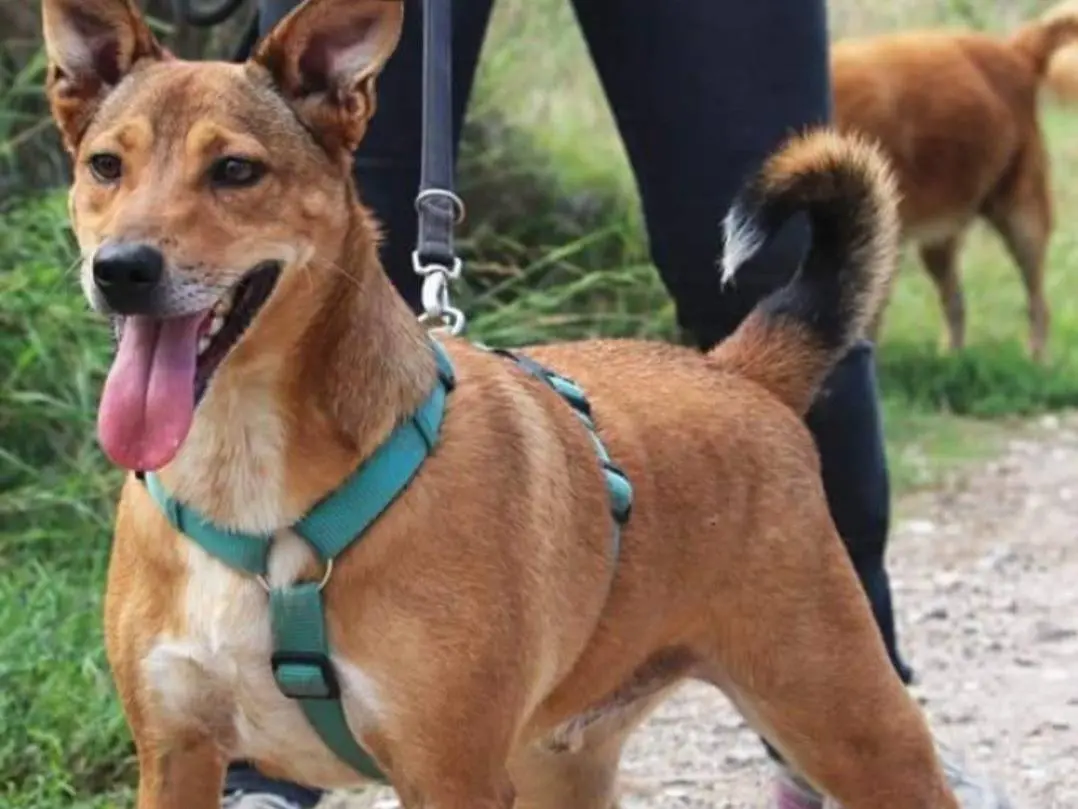 Adozione cane, maschio, Razza sconosciuta Razza sconosciuta, 5 anni e 1 mese, taglia media contenuta, Napoli