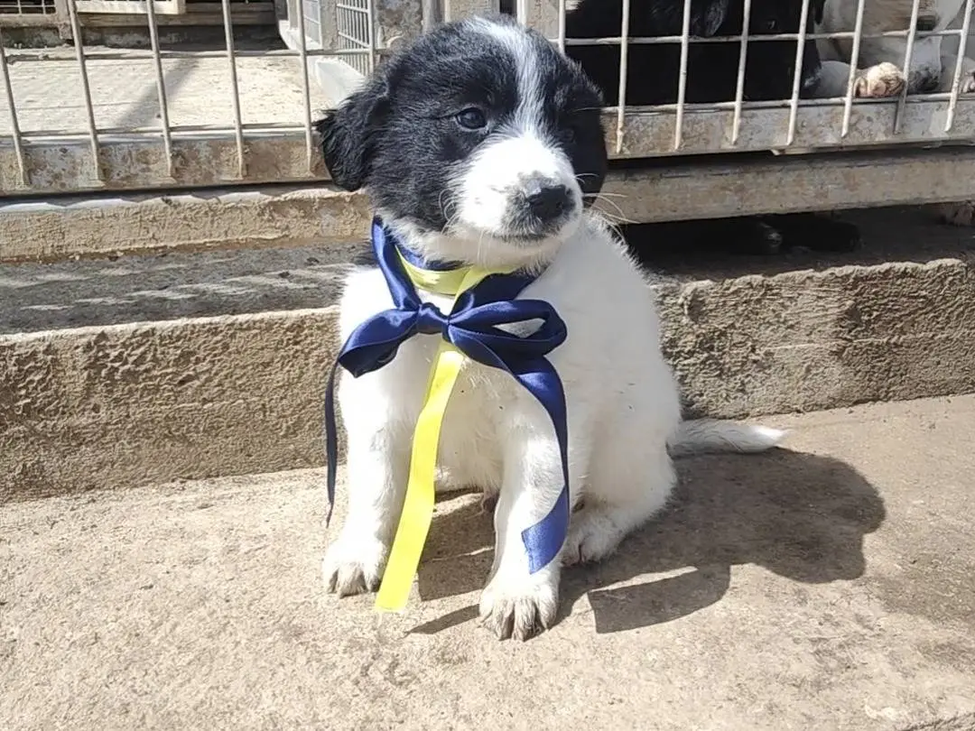 Adozione cane, maschio, Razza sconosciuta Razza sconosciuta, 8 mesi, taglia media, Vibo