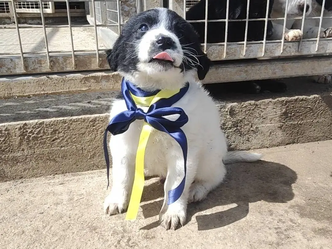 Adotta un cane, taglia media, maschio, Vibo
