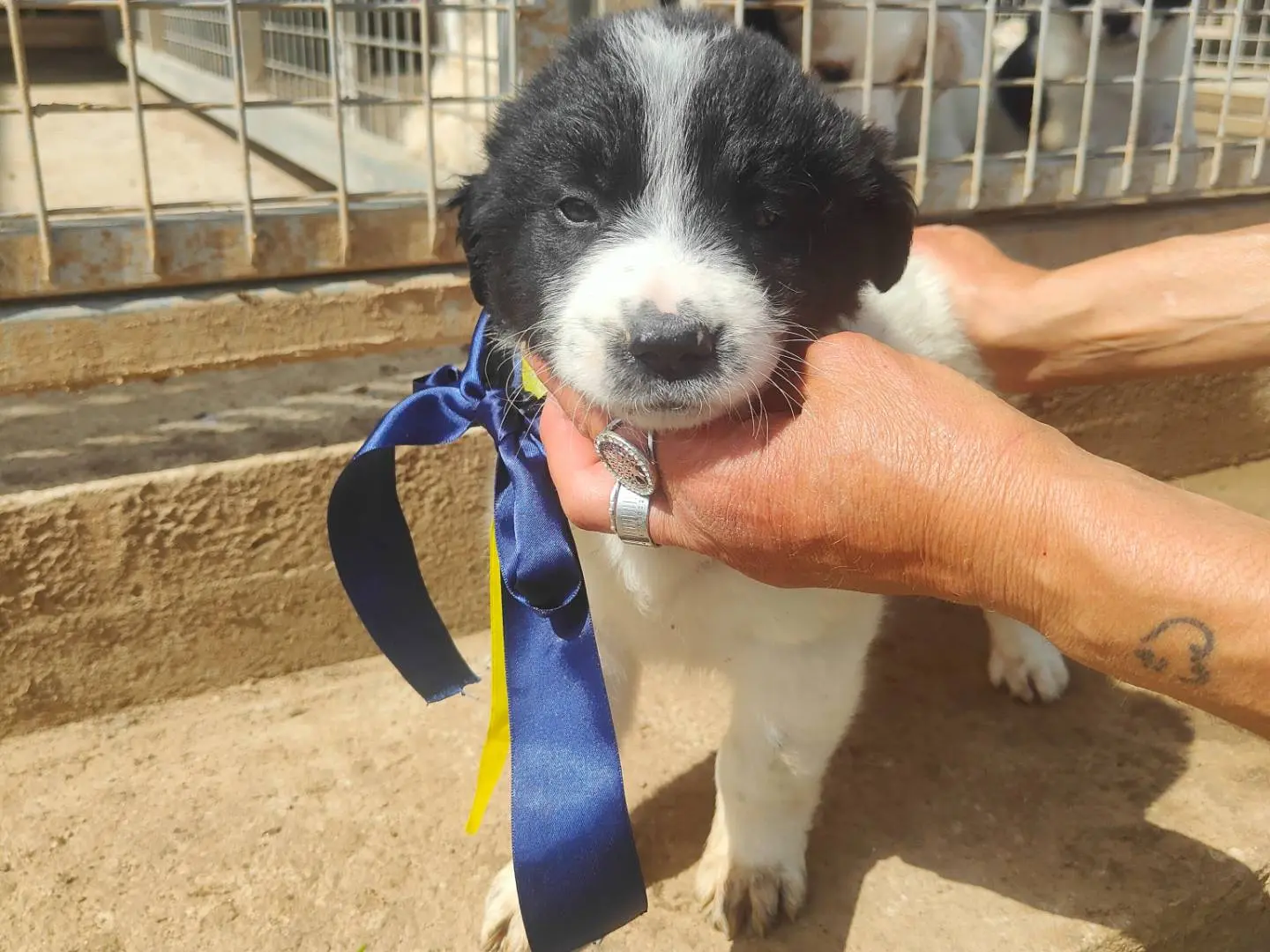 Adotta un cane, maschio, 8 mesi, Vibo