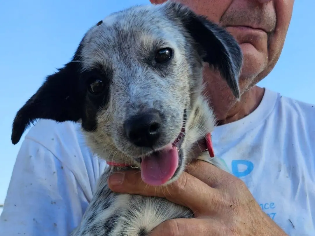 Adozione cane, femmina, Razza sconosciuta Razza sconosciuta, 5 mesi, taglia media, Pavia