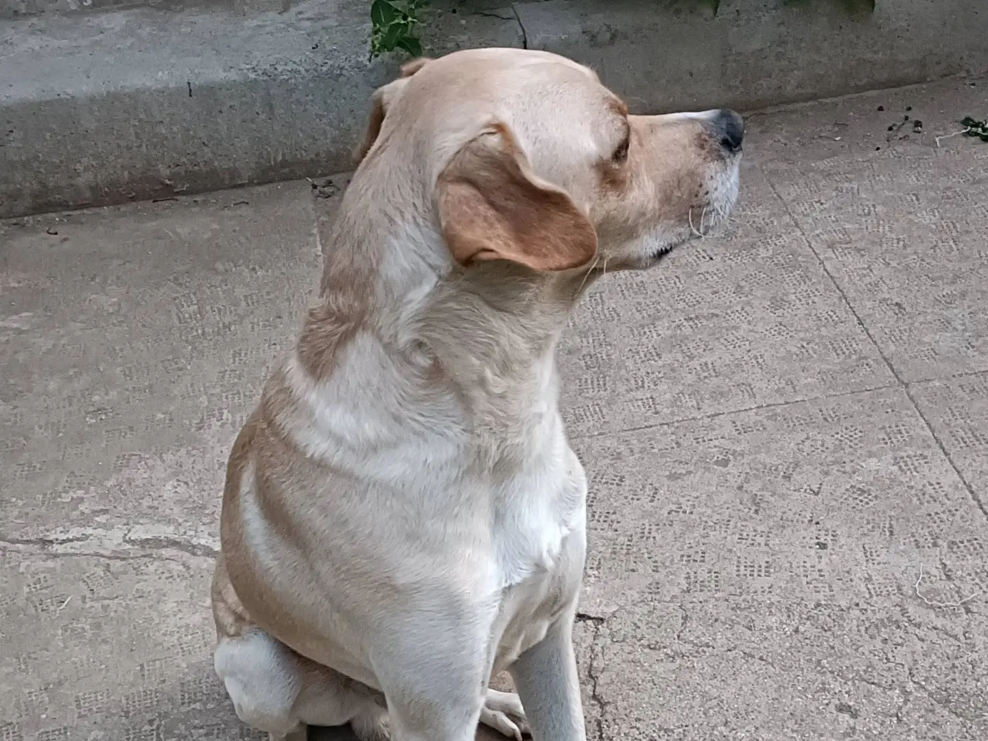 Adotta un cane, maschio, 4 anni e 4 mesi, Caserta