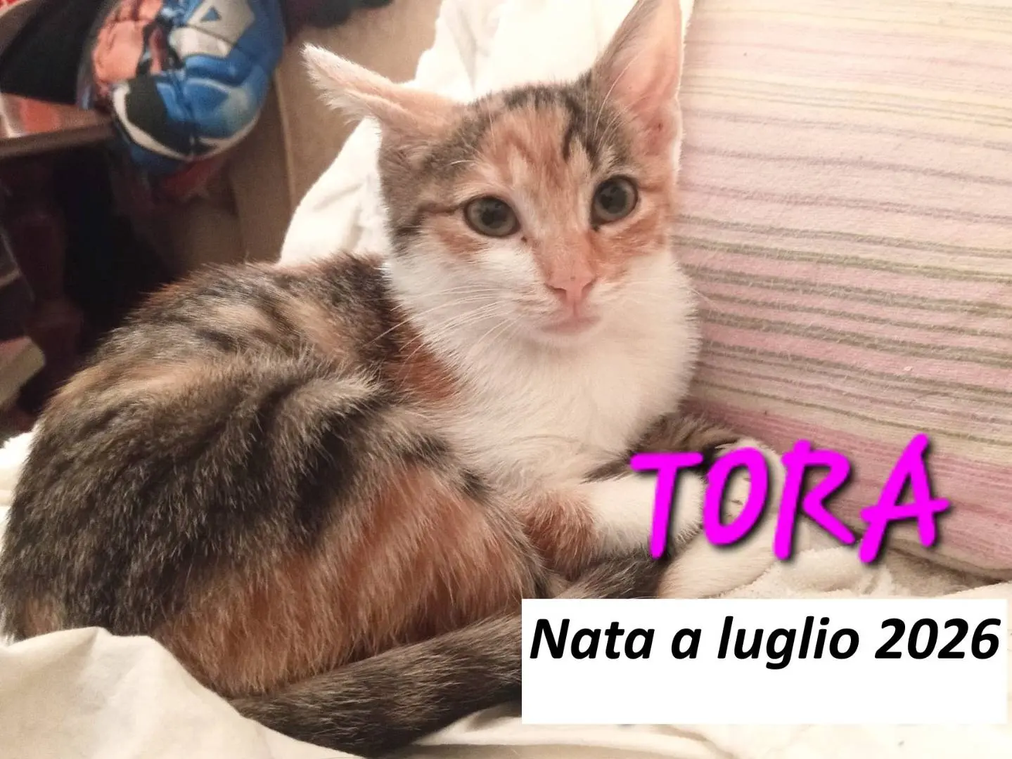 Adozione gatto, femmina, Razza sconosciuta Razza sconosciuta, 3 mesi, taglia non valida, Monza