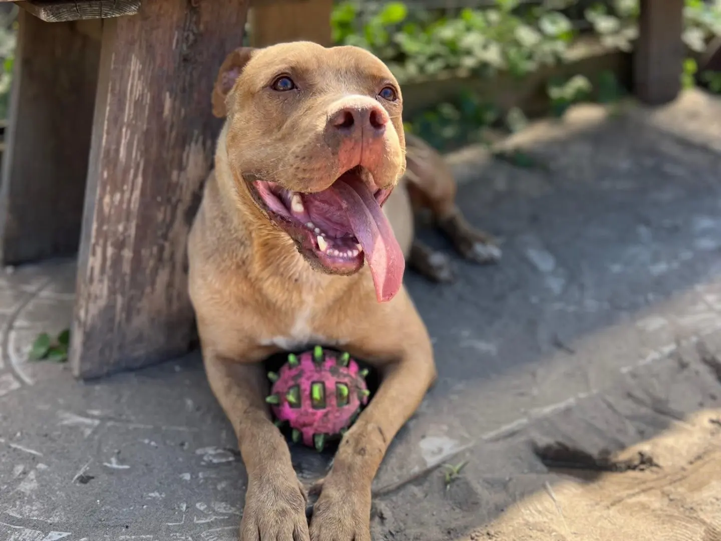 Adotta un cane, maschio, 3 anni, Napoli