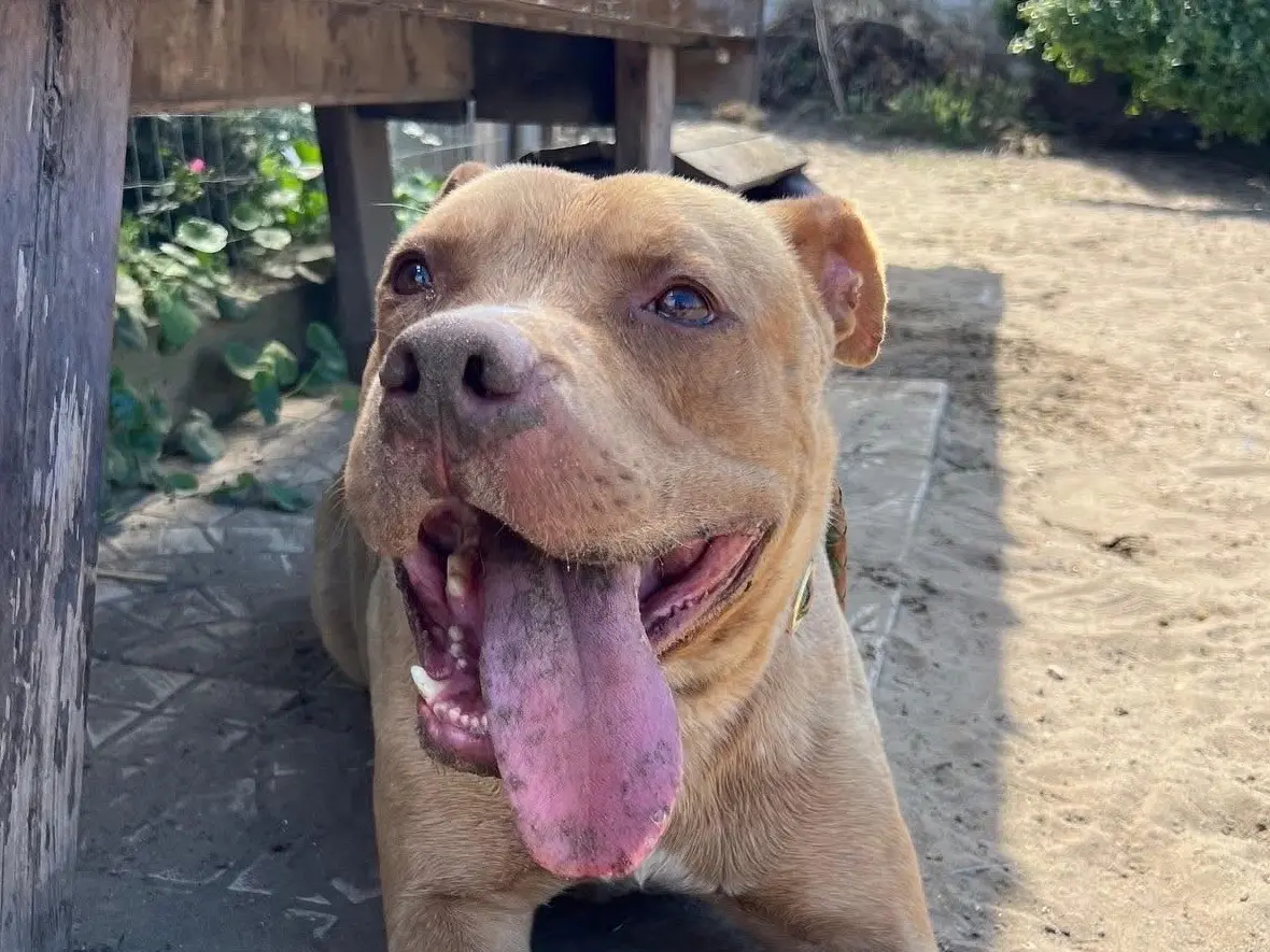 Adotta un cane, taglia grande, maschio, Napoli