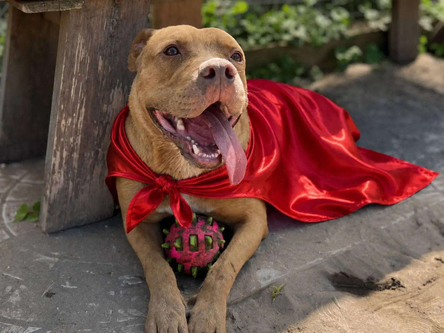 Adozione cane, maschio, Pitbull Razza sconosciuta, 3 anni, taglia grande, Napoli