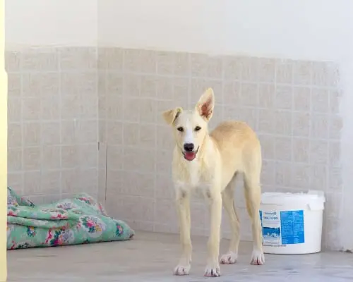 Adotta un cane, femmina, 5 anni e 5 mesi, Taranto