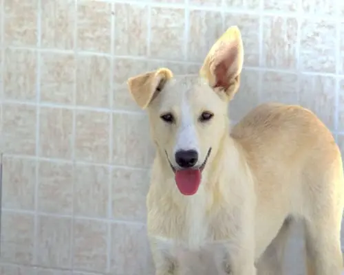 Adozione cane, femmina, Razza sconosciuta Razza sconosciuta, 5 anni e 5 mesi, taglia media, Taranto