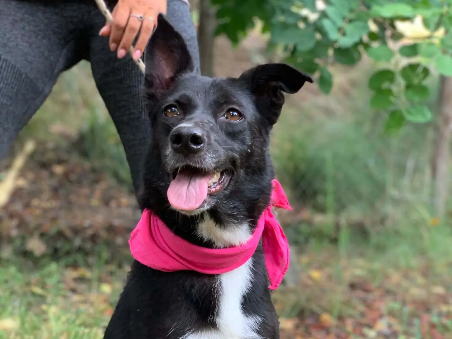 Adozione cane, femmina, Razza sconosciuta Razza sconosciuta, 4 anni e 11 mesi, taglia media contenuta, Latina
