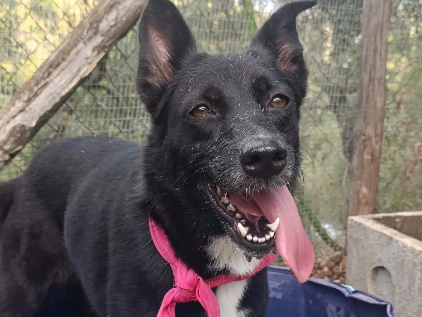 Adotta un cane, taglia media contenuta, femmina, Latina