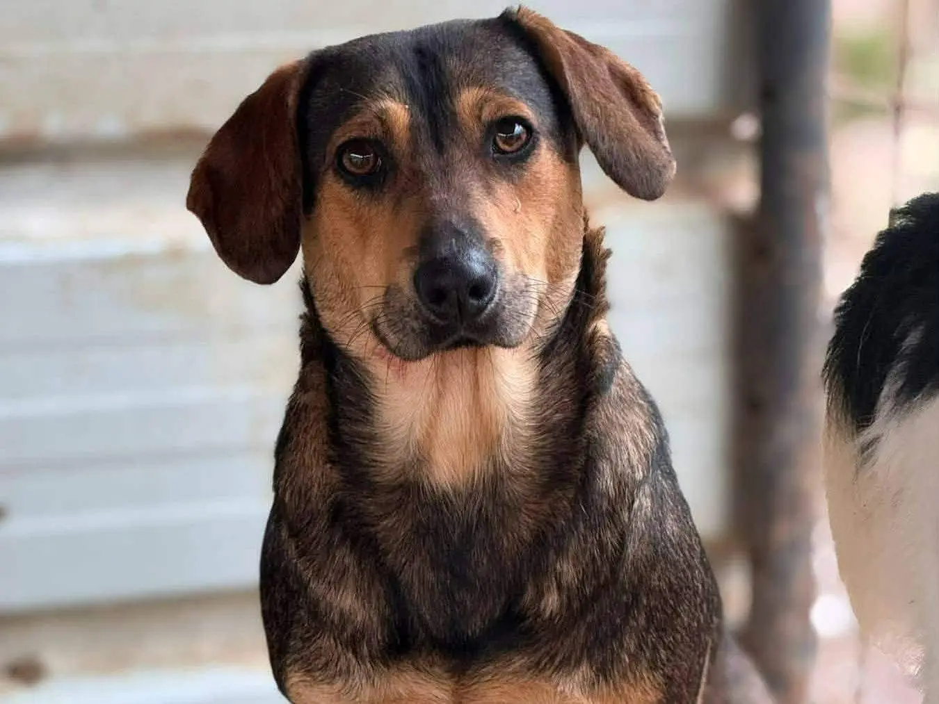 Adozione cane, femmina, Razza sconosciuta Razza sconosciuta, 1 anno e 9 mesi, taglia media contenuta, Firenze