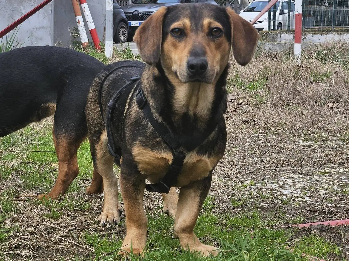 Adotta un cane, femmina, 1 anno e 9 mesi, Firenze