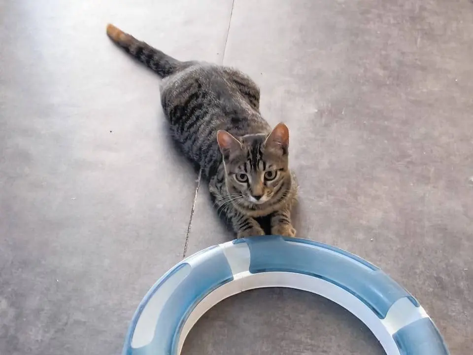 Vuoi adottare un gatto a Bari?