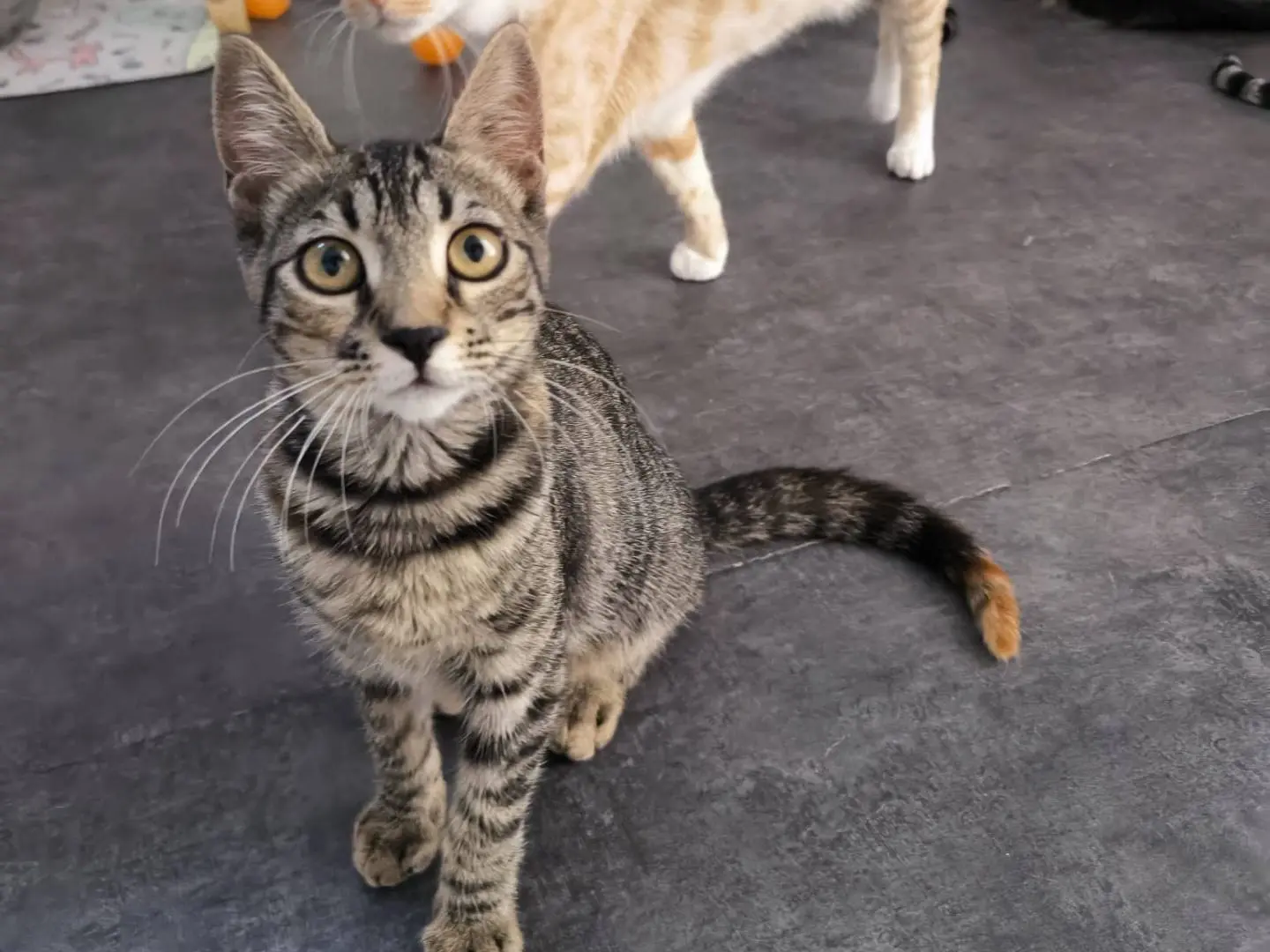 Adozione gatto, femmina, Razza sconosciuta Razza sconosciuta, 7 mesi, taglia non valida, Bari