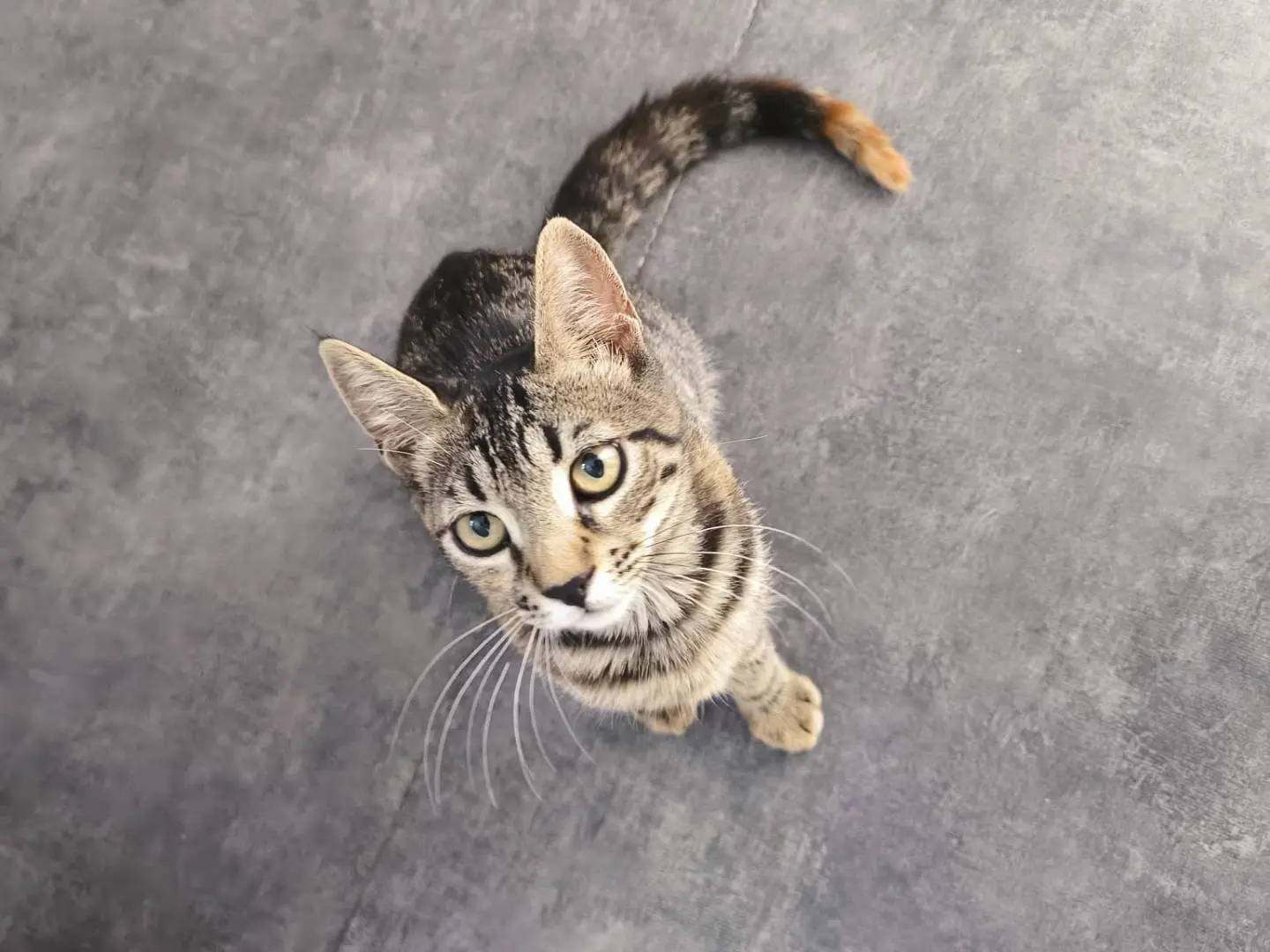 Adotta un gatto, femmina, 7 mesi, Bari