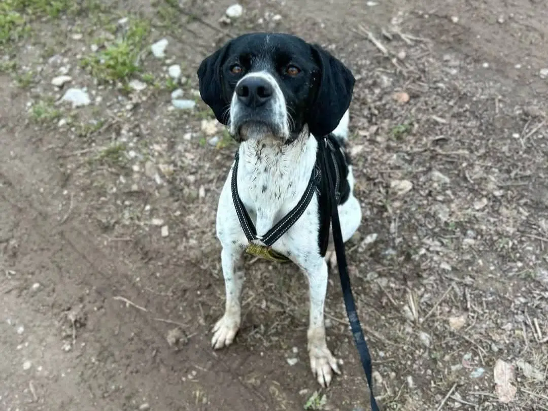 Adozione cane, maschio, Pointer Razza sconosciuta, 3 anni e 8 mesi, taglia media, Milano