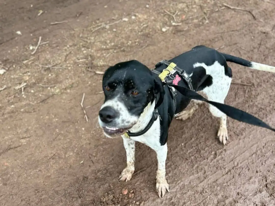 Adotta un cane, maschio, 3 anni e 8 mesi, Milano