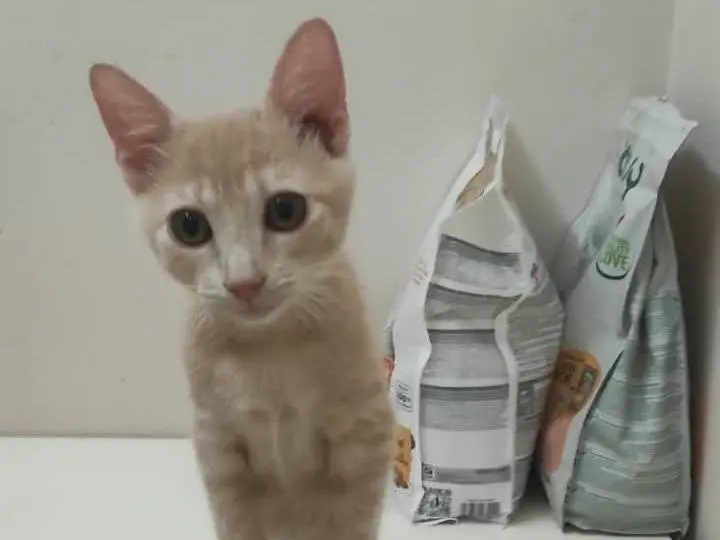 Adozione gatto, femmina, Razza sconosciuta Razza sconosciuta, 3 mesi, taglia non valida, Brescia