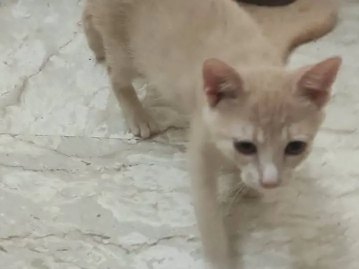 Vuoi adottare un gatto a Brescia?