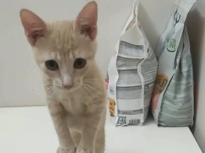 Adotta un gatto, femmina, 3 mesi, Brescia