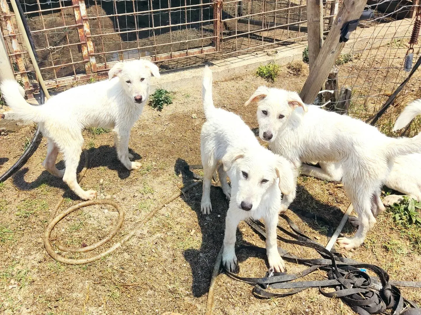 Adotta un cane, taglia grande, maschio, Asti