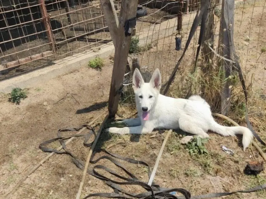 Adozione cane, maschio, Pastore svizzero Razza sconosciuta, 8 mesi, taglia grande, Asti