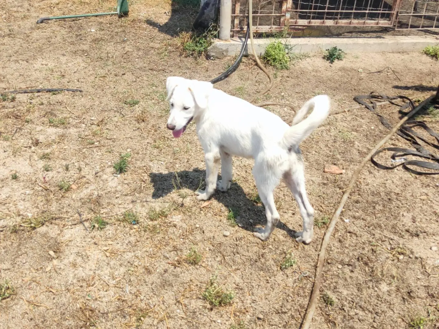Adotta un cane, maschio, 8 mesi, Asti