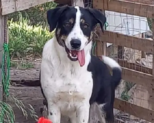 Adozione cane, femmina, meticcio, 4 anni, taglia media, Catania