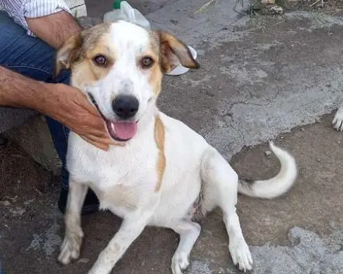 Adotta un cane, femmina, 4 anni, Catania
