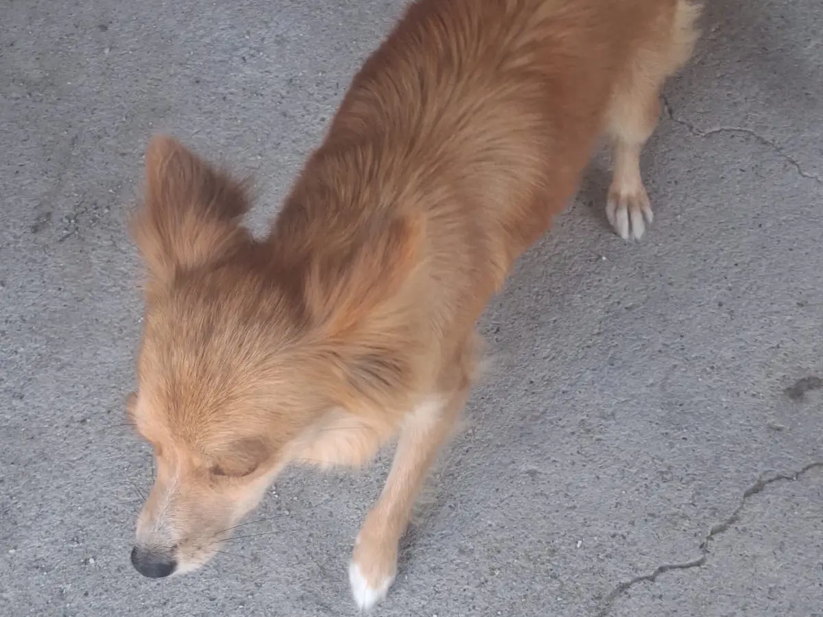 Adotta il cane Maya a Treviso