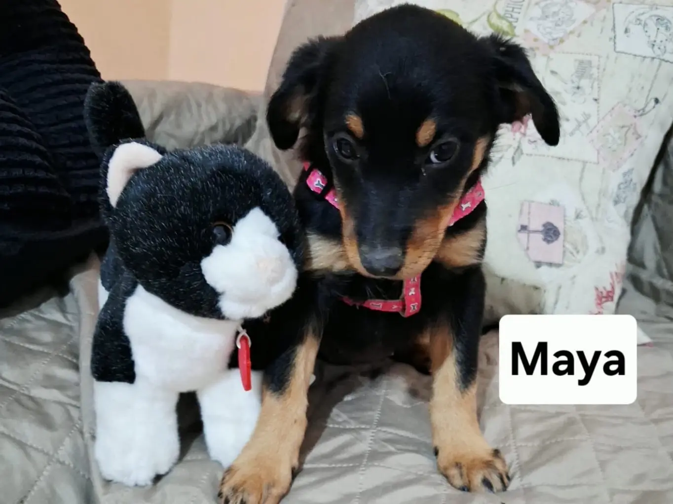 Adotta un cane, femmina, 4 mesi, Treviso