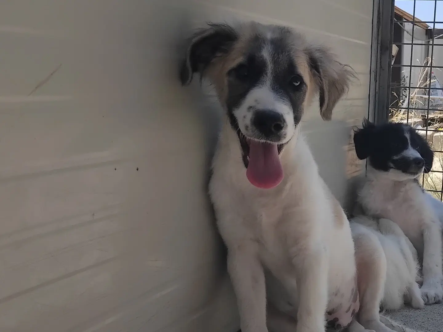 Adotta il cane COCO a Enna