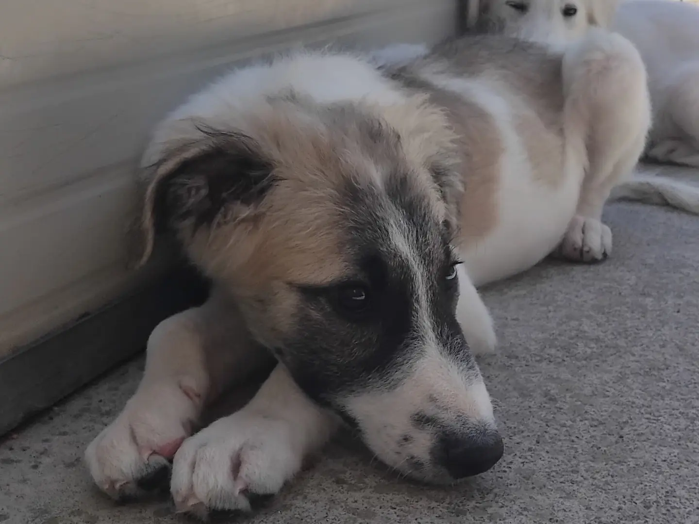 Adotta un cane, taglia media, maschio, Enna