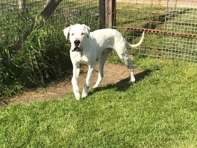 Vuoi adottare un cane a Latina?