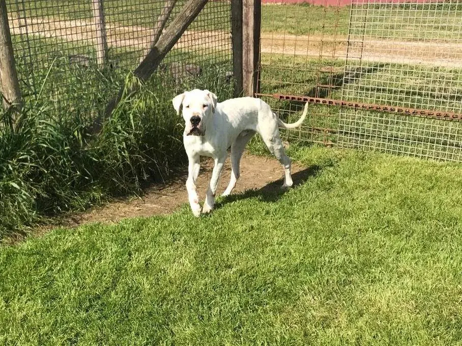 Adotta il cane Dugo a Latina
