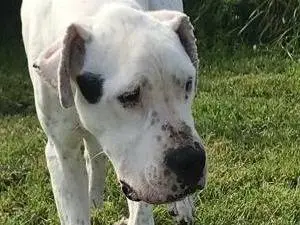 Adozione cane, maschio, Dogo Argentino, 4 anni, taglia grande, Latina