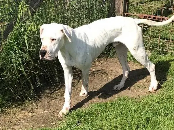Adotta un cane, maschio, 4 anni, Latina
