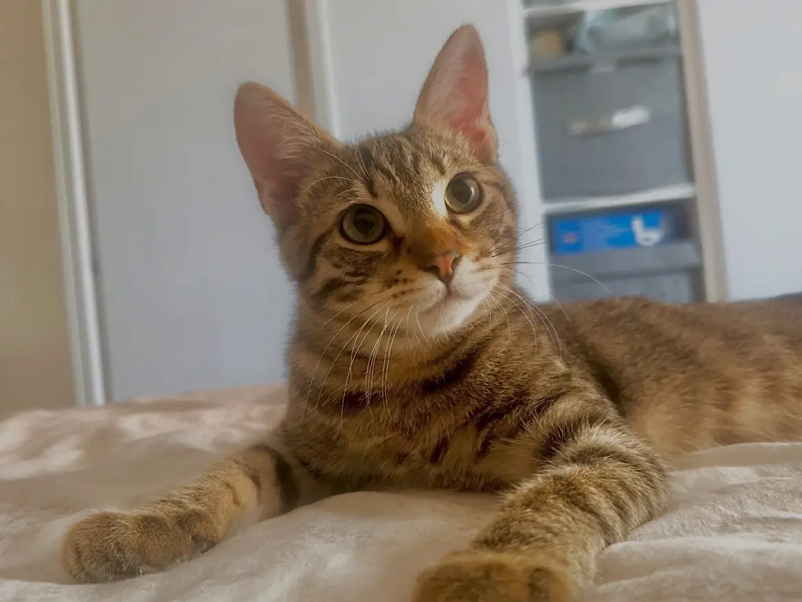 Adozione gatto, maschio, Razza sconosciuta Razza sconosciuta, 9 mesi, taglia non valida, Torino