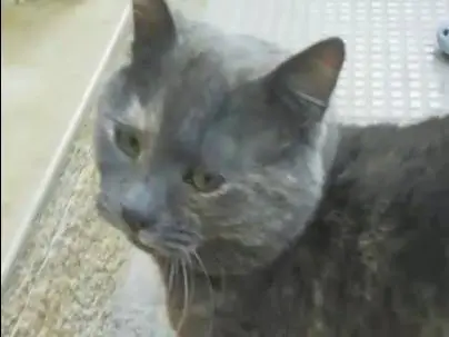 Adotta un gatto, femmina, 2 anni e 9 mesi, Genova