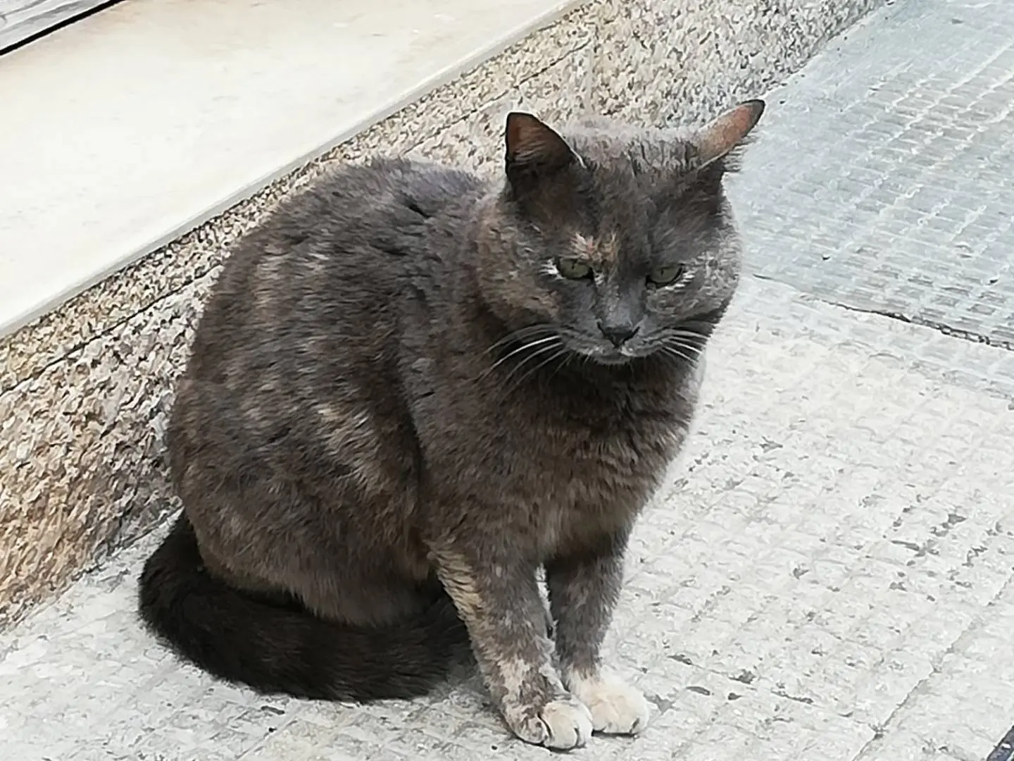 Vuoi adottare un gatto a Genova?