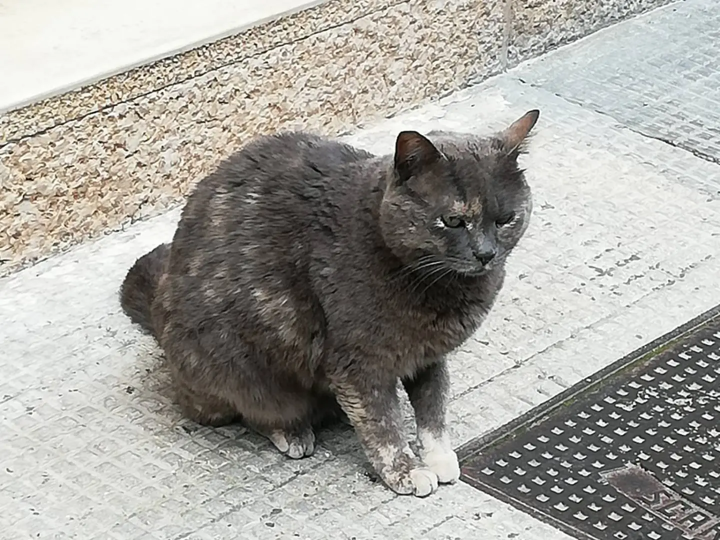 Adotta un gatto, taglia non valida, femmina, Genova