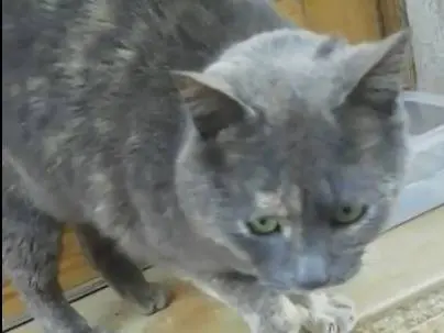 Adotta il gatto Raviolina a Genova