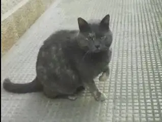 Adozione gatto, femmina, Razza sconosciuta Razza sconosciuta, 2 anni e 9 mesi, taglia non valida, Genova